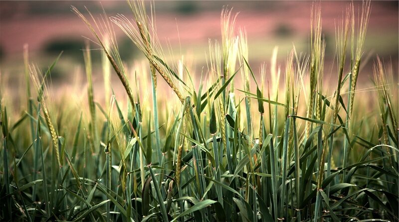 Postgraduate courses in Plant and Crop Sciences