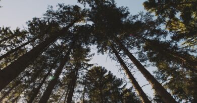 Postgraduate courses in Forestry