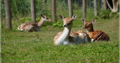 Postgraduate courses in Zoology