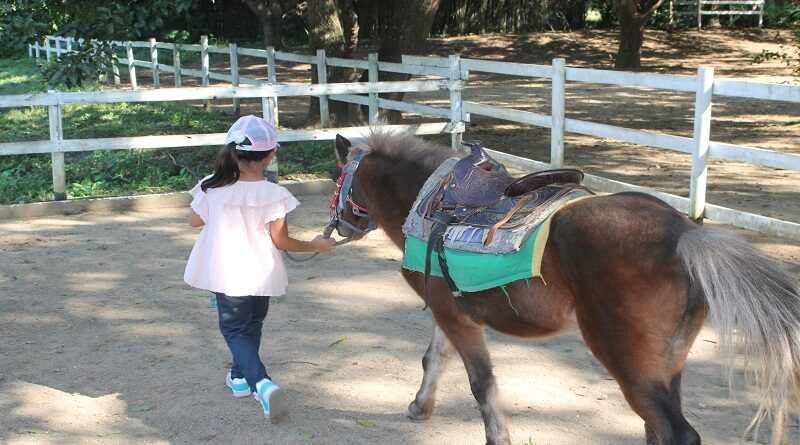 Postgraduate courses in Horse Keeping